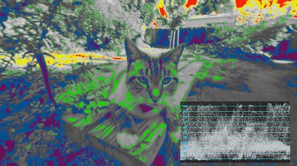 false color cat image